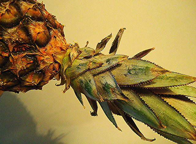 pineapple mauro cateb